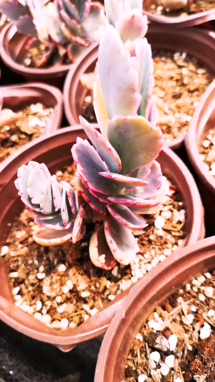 生活小妙招#多肉植物蝴蝶之舞锦