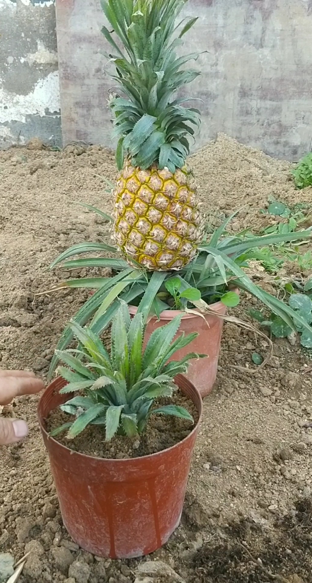 种菠萝头的方法图片