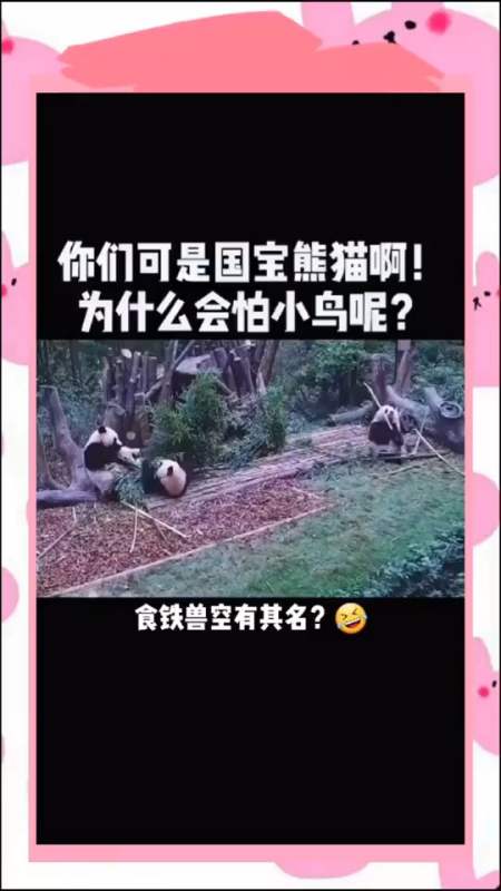 搞笑视频#你们可是国宝熊猫啊,为什么怕小鸟呢?