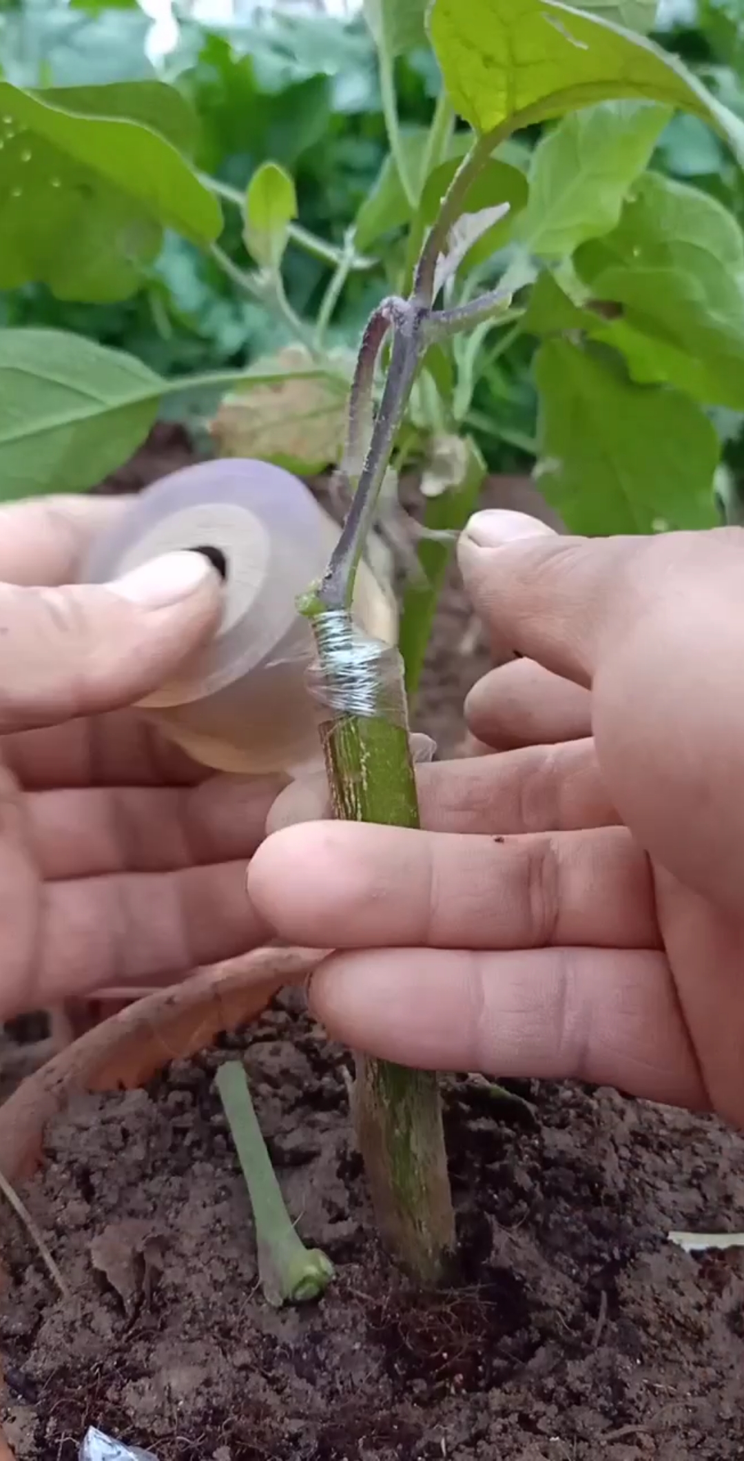 #嫁接技术#嫁接多年生茄子技术,嫁接后科学管理,提高产量千倍!-度小视