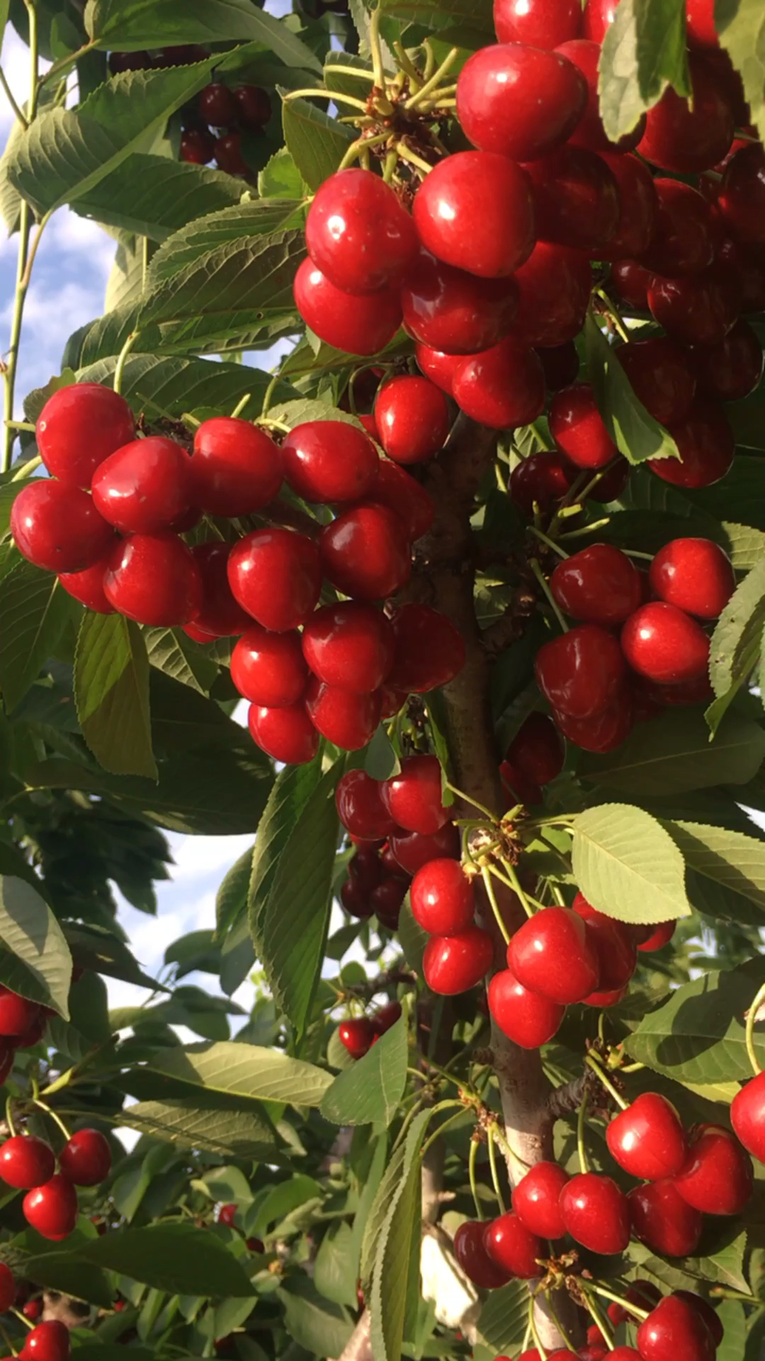 陆地的金鼎红大樱桃