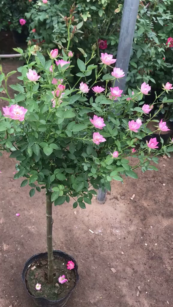 天荷繁星棒棒糖