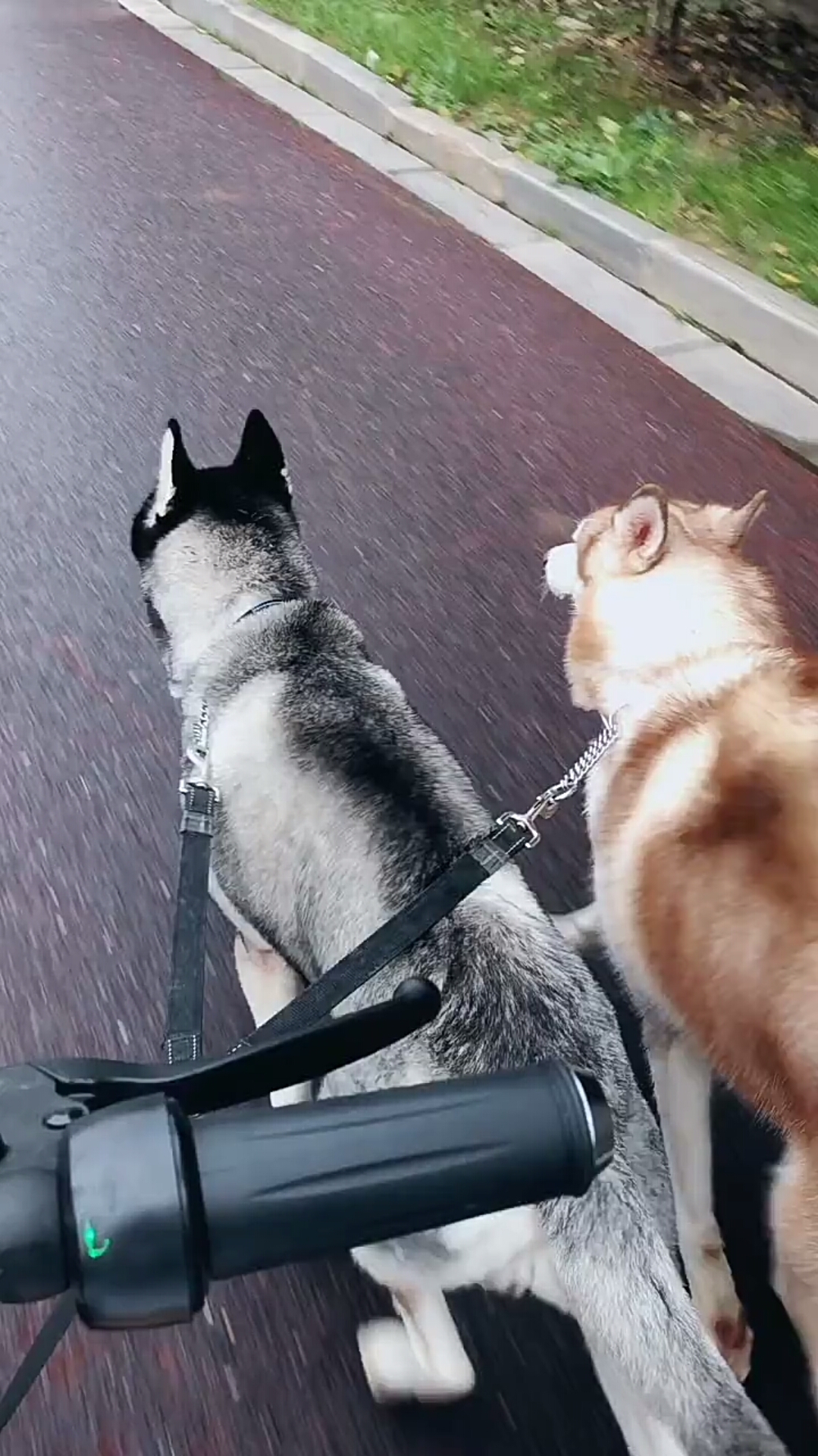 二哈应该这样遛,把雪橇犬的马力发挥到极致