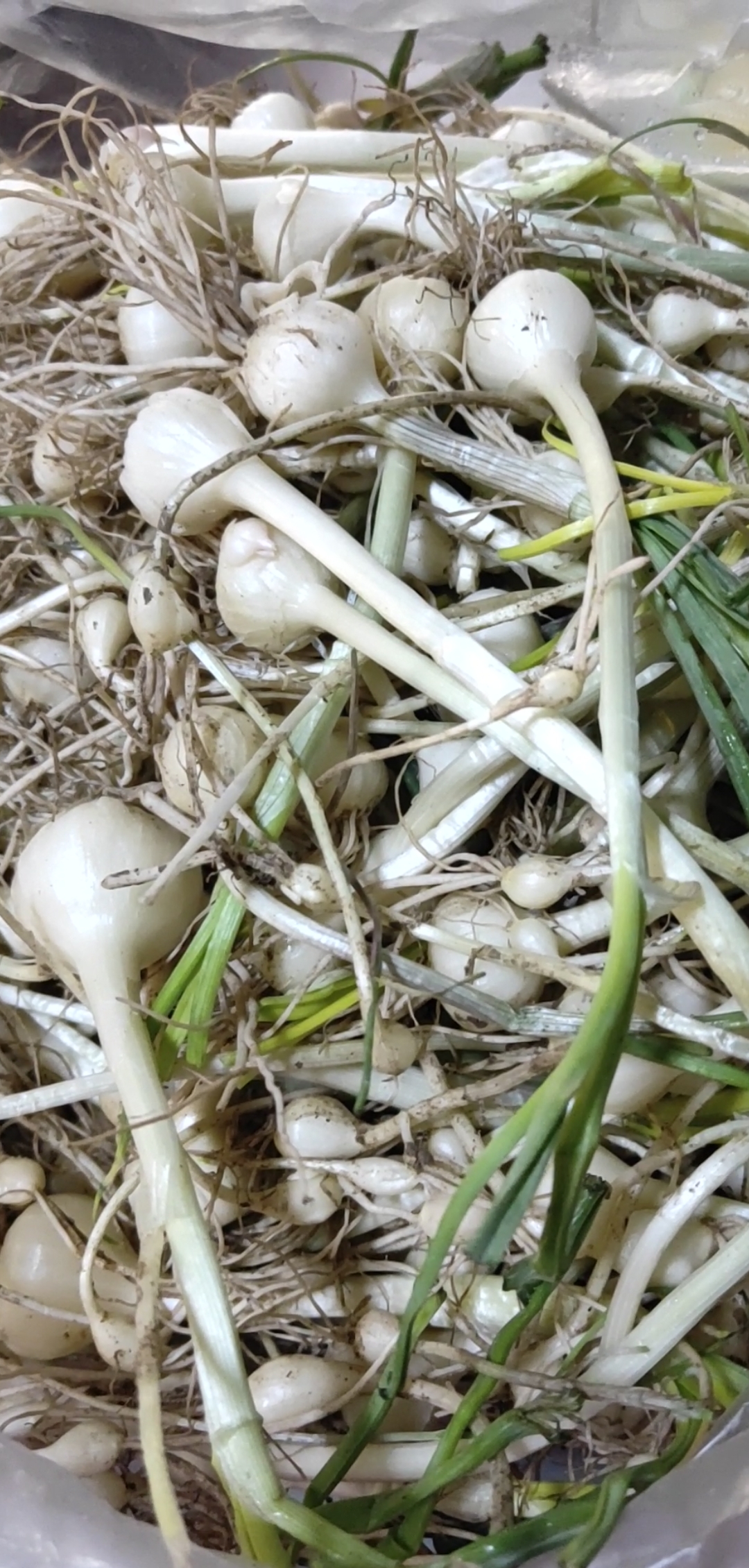 农村田地里的小根蒜