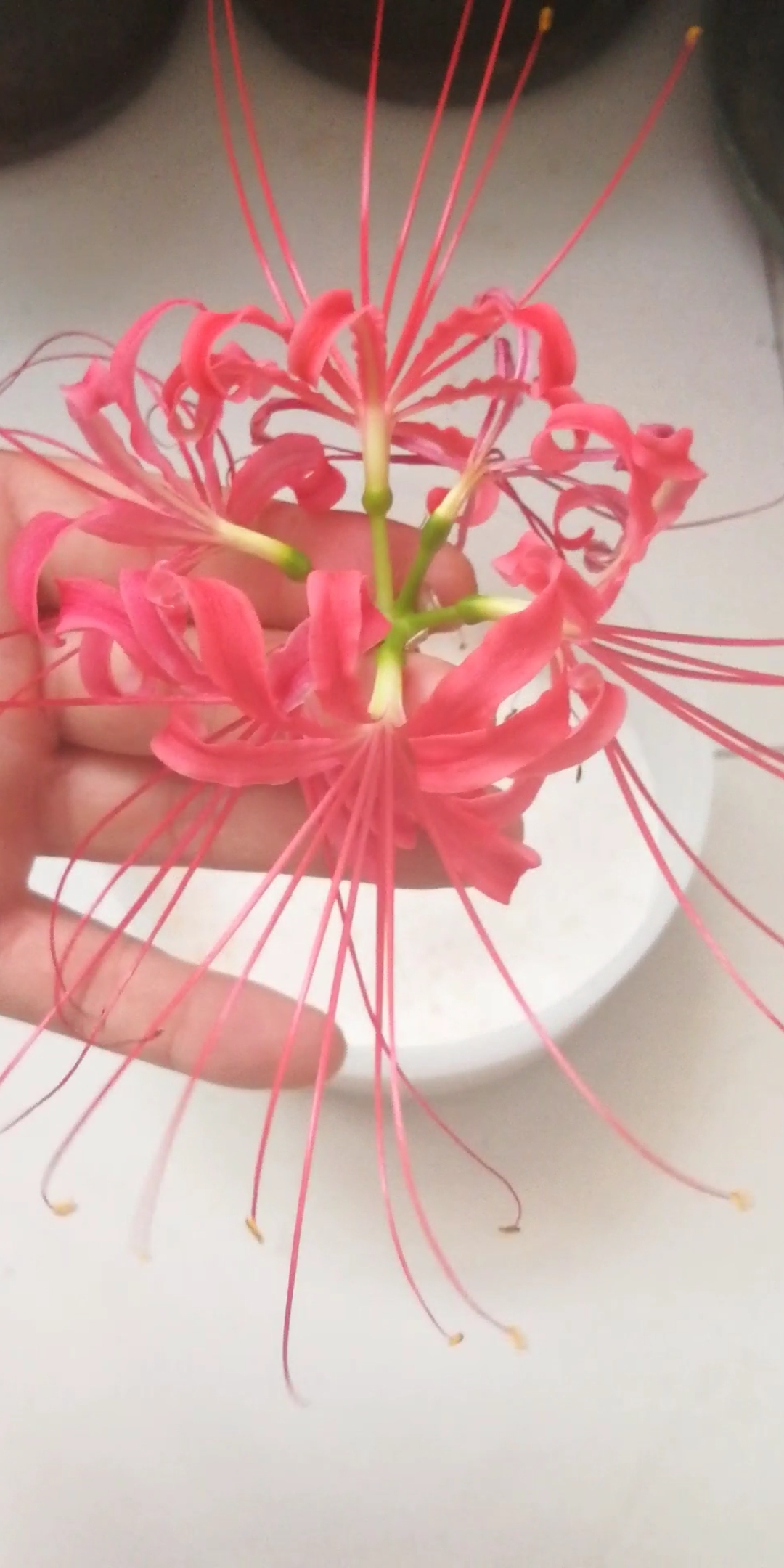 彼岸花#彼岸花干花制作