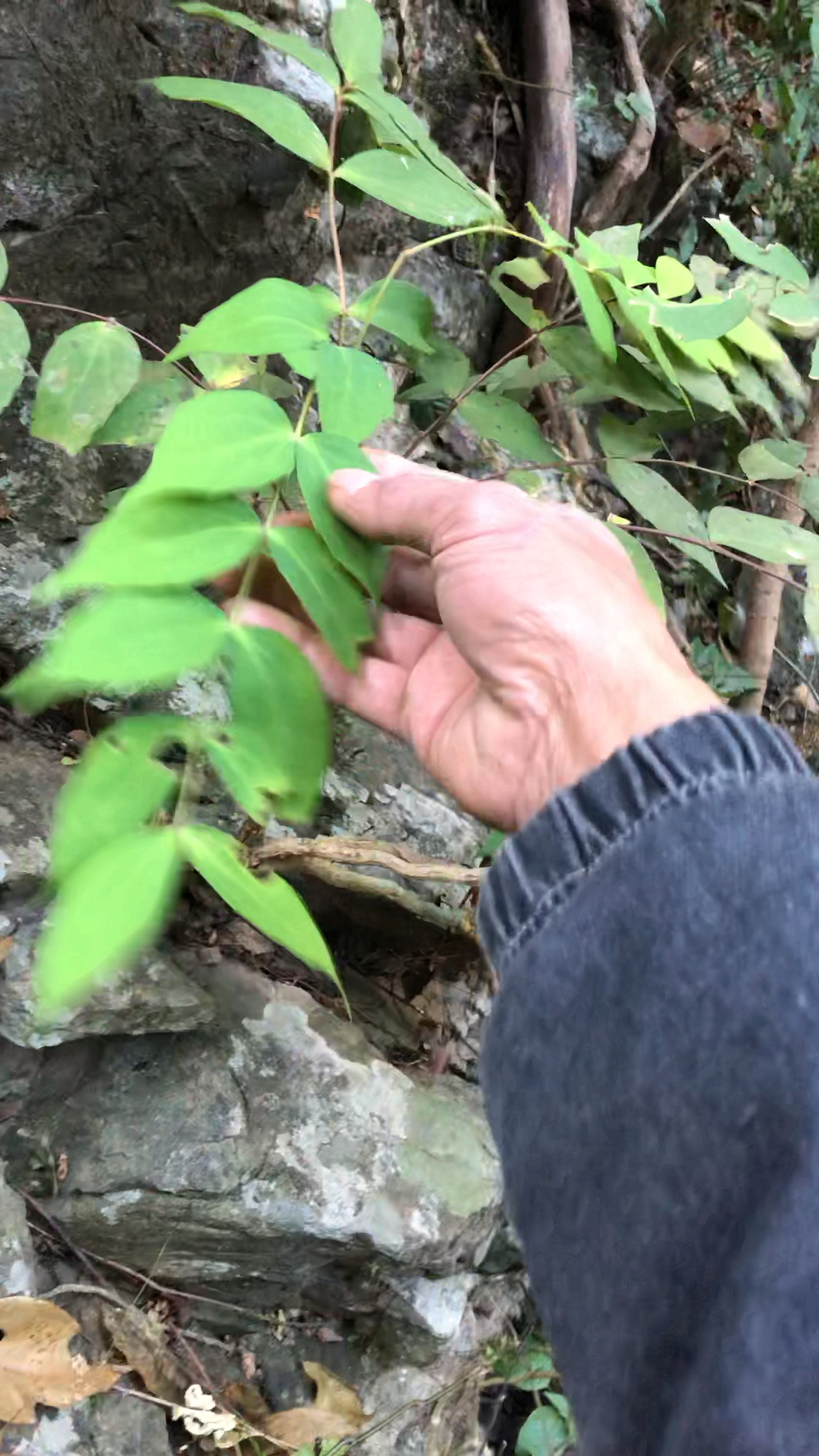 这个在我们这叫做土黄连,味很苦,它可以清热解毒,消炎,别人也有叫它