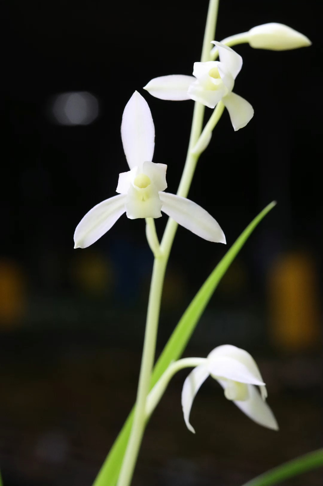 花卉绿植建兰白素花精品倾城白素