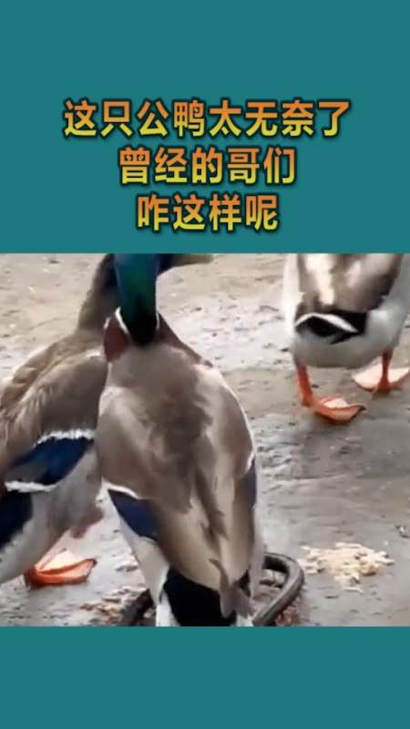 我要上热门#这只公鸭太无奈了,曾经的哥们,咋这样呢