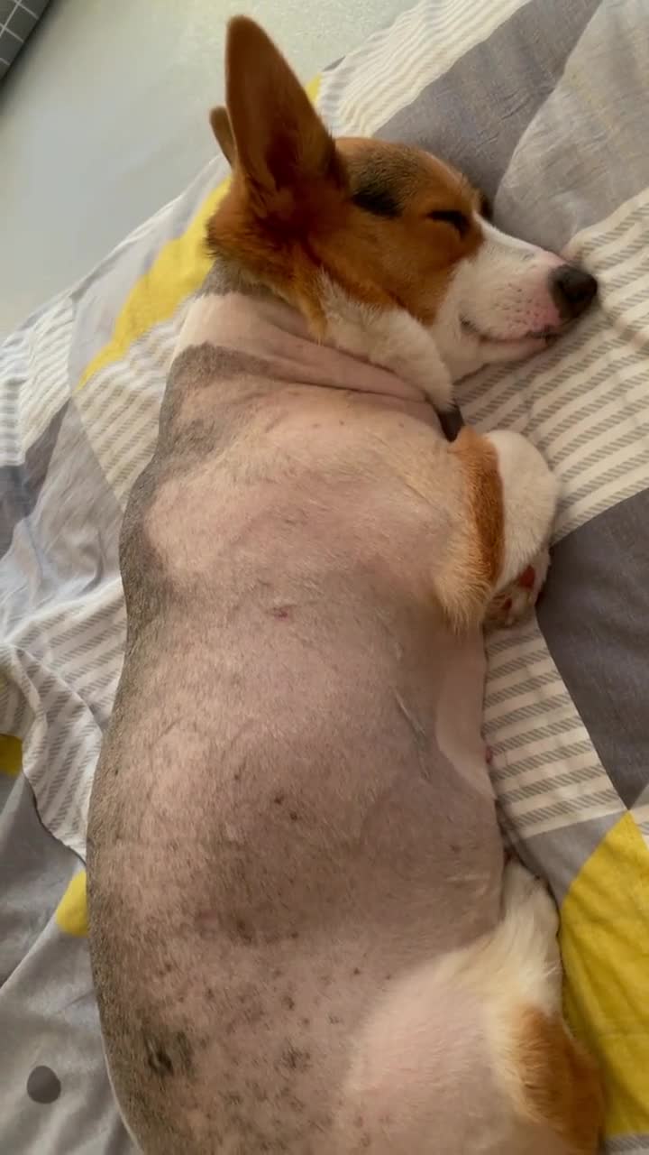 剃了毛的柯基,变成了柯猪