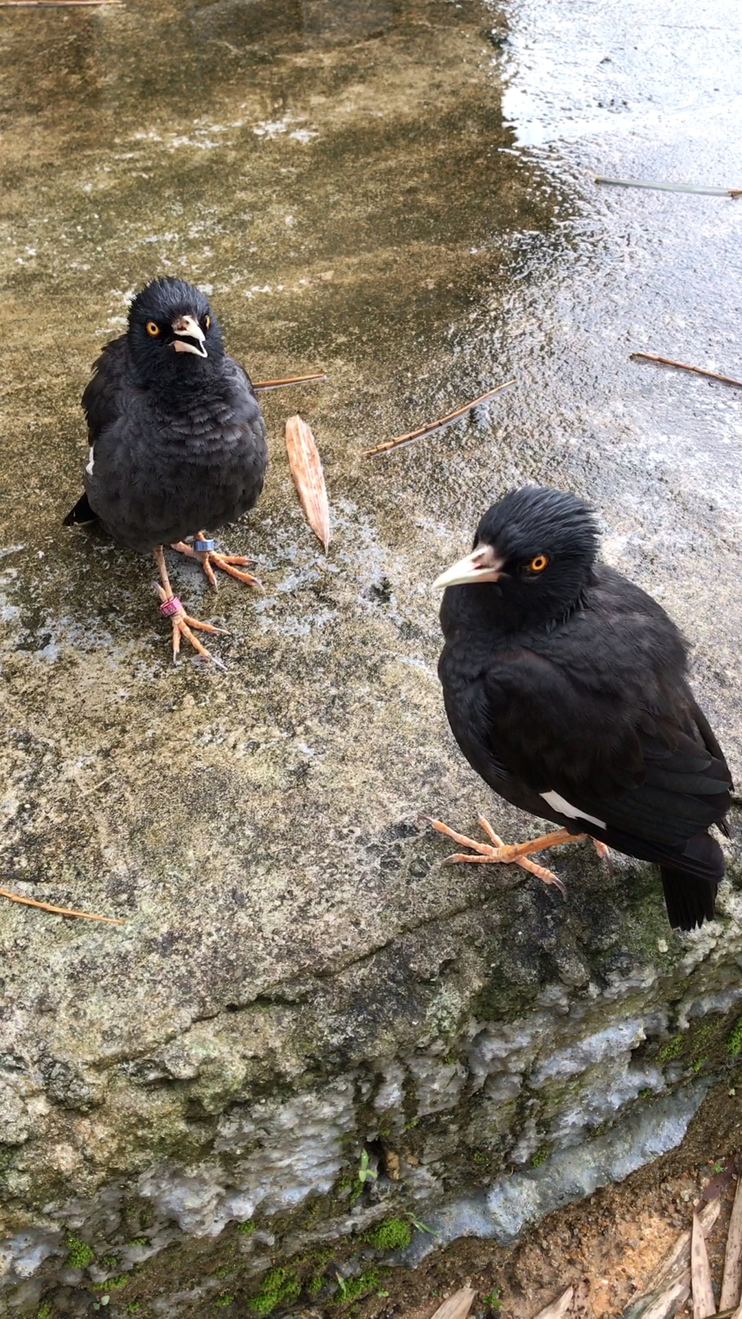 宠物最可爱的样子#这两只乌鸦竟然会一起唱小苹果