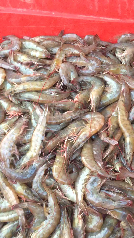 纯野生南北白对虾