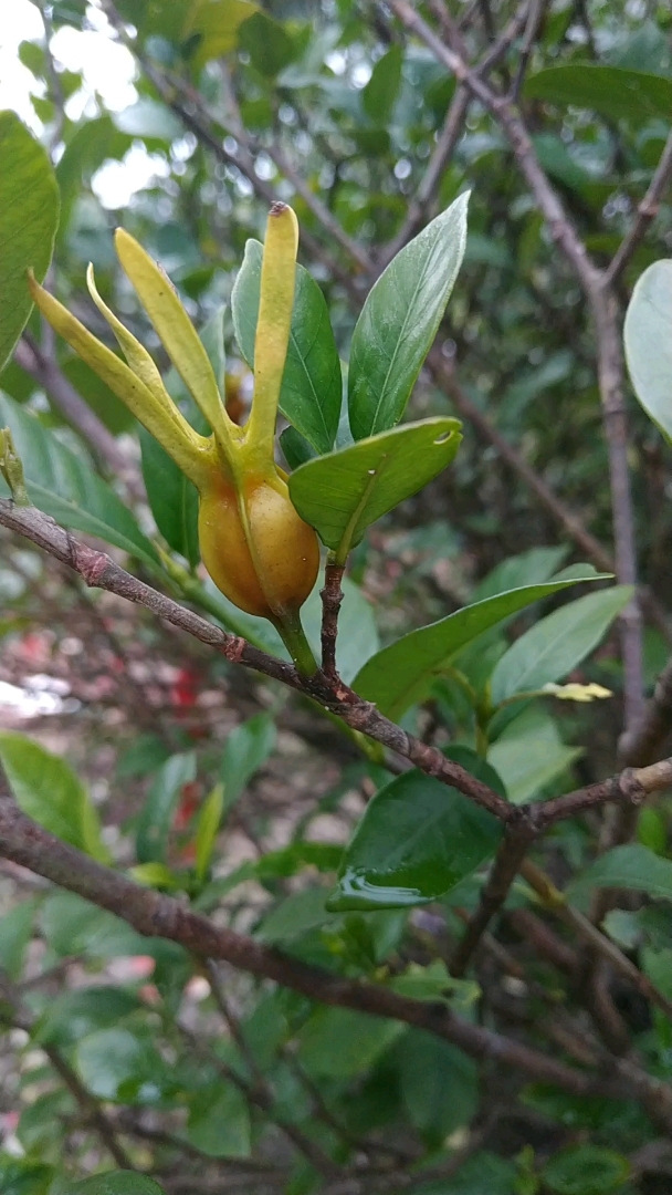 2019,立个新年flag#这是栀子花的果实.可以入药!