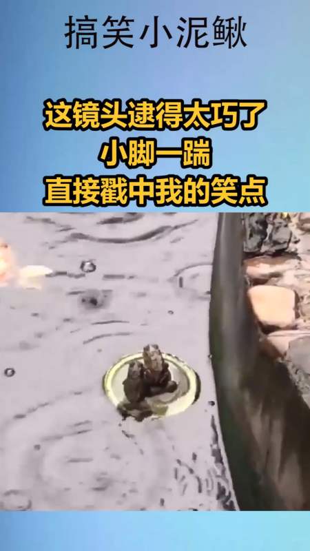 2021-07-1512搞笑小泥鳅1421粉丝  关注#猫#小猫咪,叫的真好听87#家有