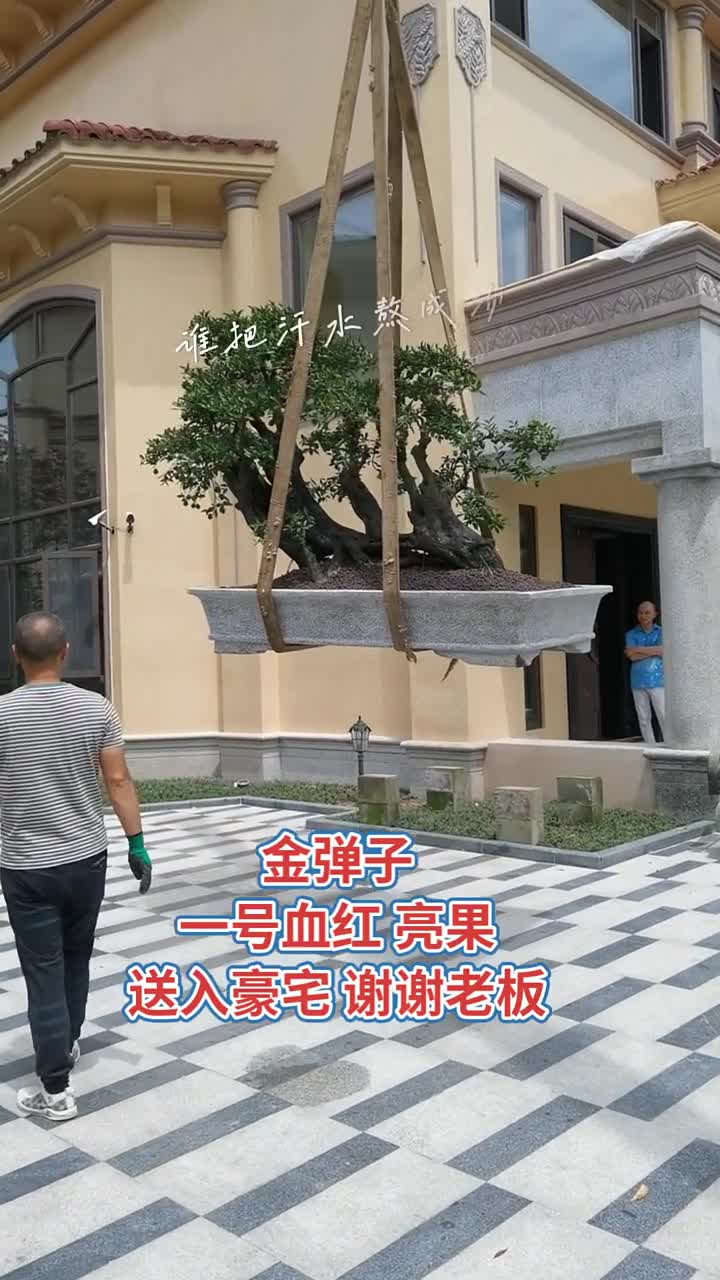 别墅庭院盆景金弹子盆景金弹子