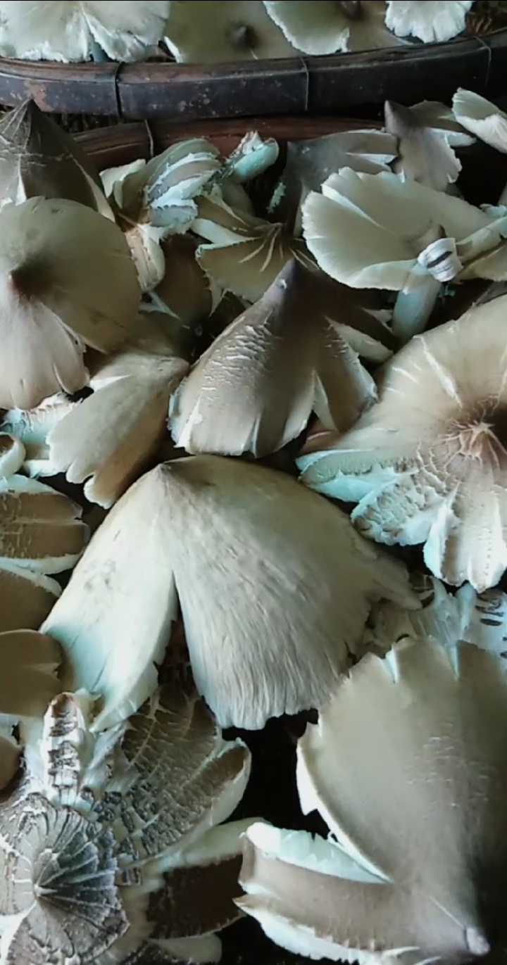 舌尖上的乡村美食#鸡枞菌,俗称斗鸡公,乡下人买不起,城里人买不到,你