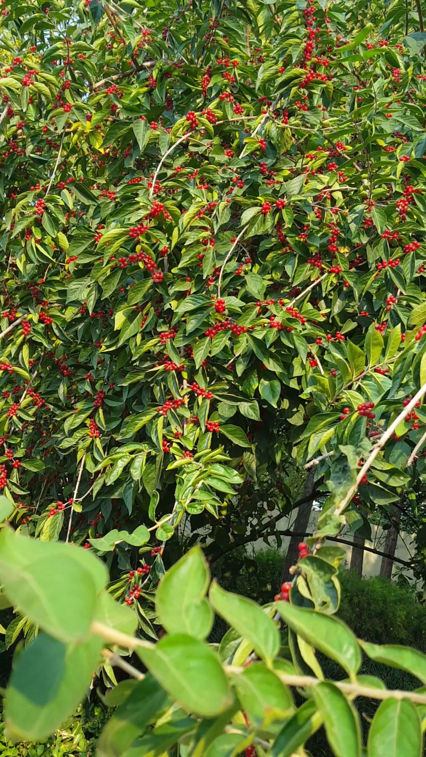 2020春运#满树的红珍珠漂亮极了