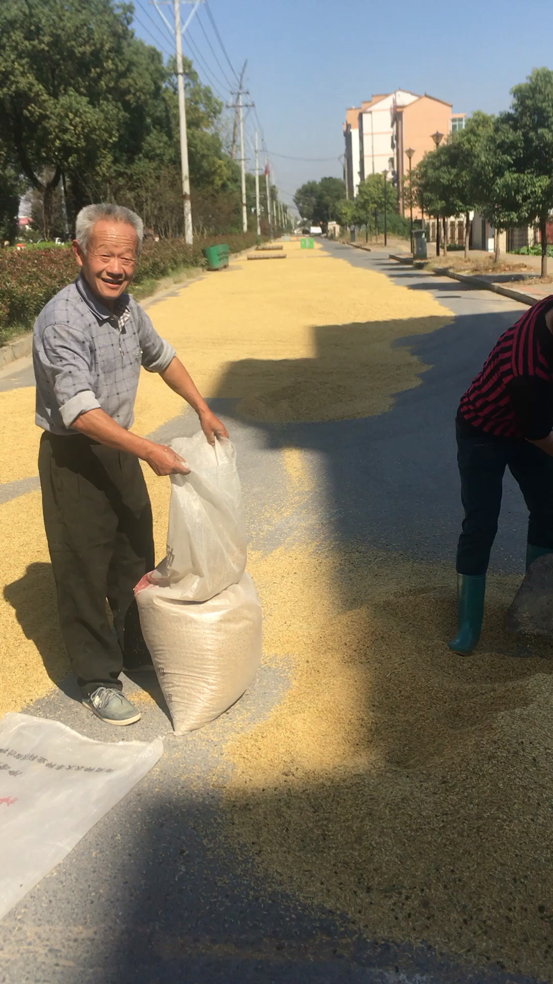 现在农民工,正在丰收谷子,每天都要晒,稻谷要晒2到3天.