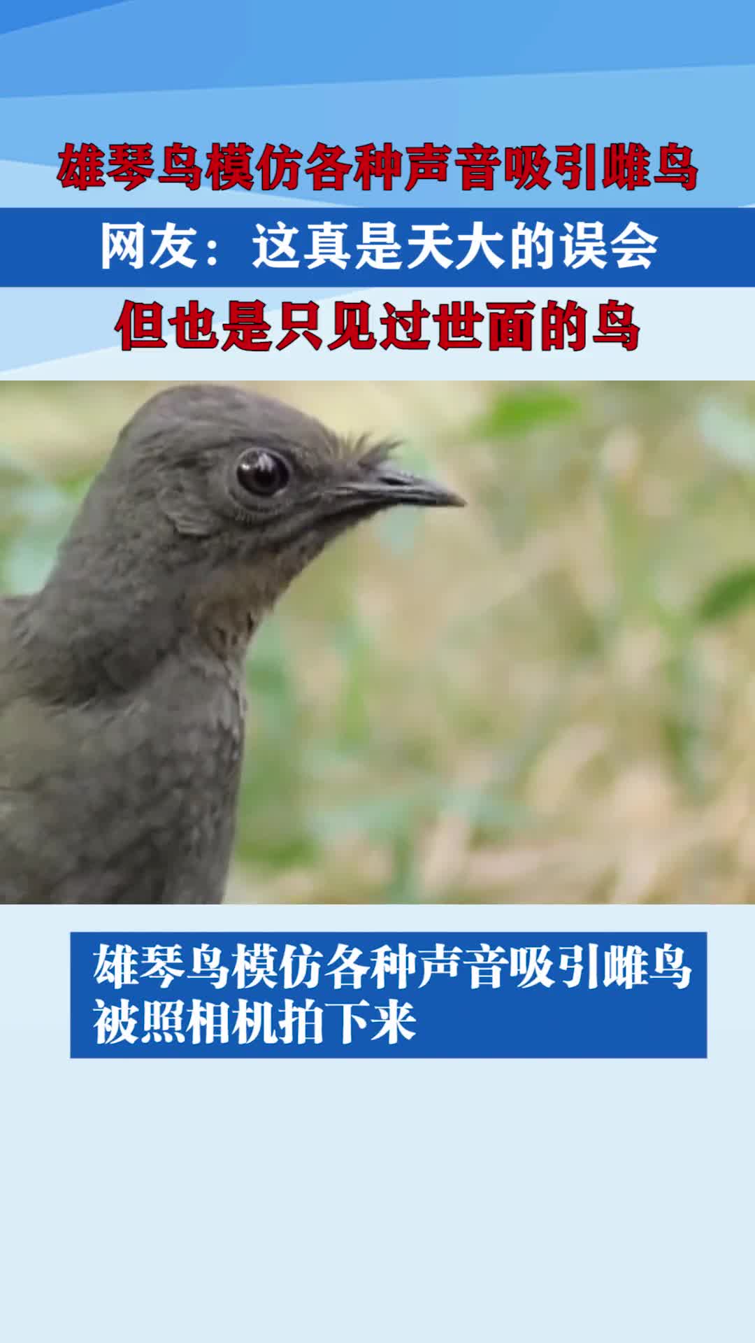 雄琴鸟模仿各种声音吸引雌鸟网友这真是天大的误会但