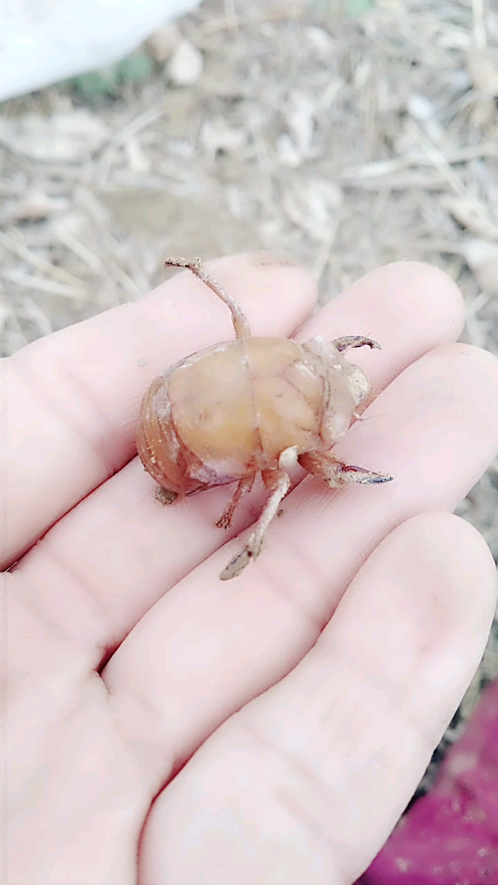 消息牛(知了的幼虫)