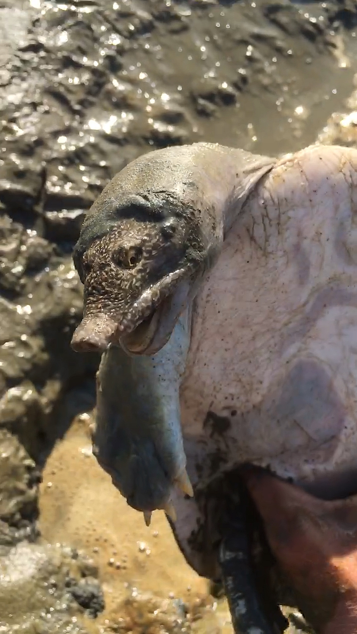 中华鳖:这表情,谁抓偶