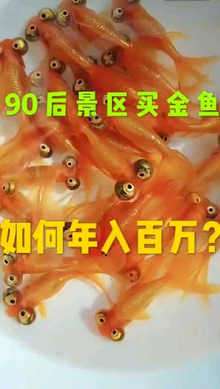 全民正能量#90后在景区卖小金鱼,年入百万.