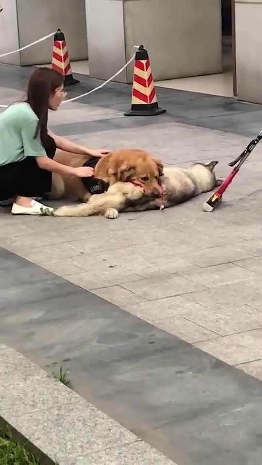 奇闻趣事抢先看金毛活活咬死哈士奇狗主人旁边淡定吃瓜