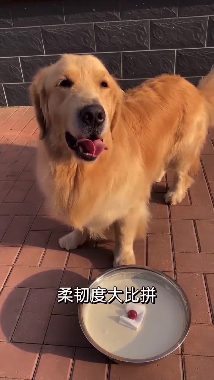 金毛用一百块钱套路主人做柔韧度测试,结果主人被坑惨了