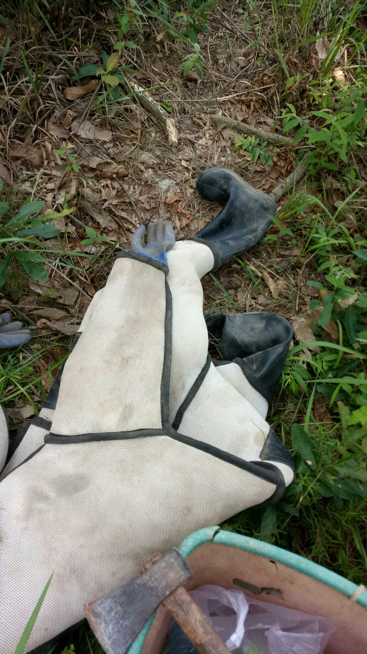 本地夜蜂,云南文山!