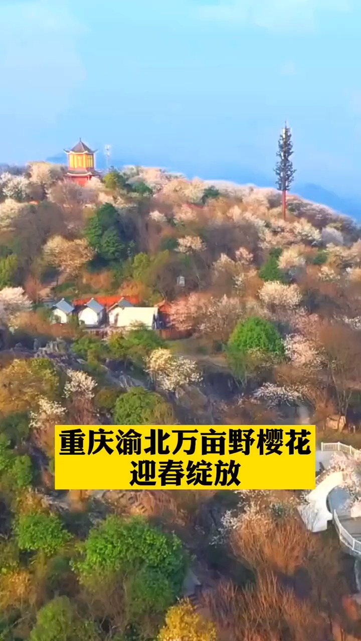 平均海拔900米的重庆渝北,云龟山景区 万亩野樱花迎春绽放-度小视