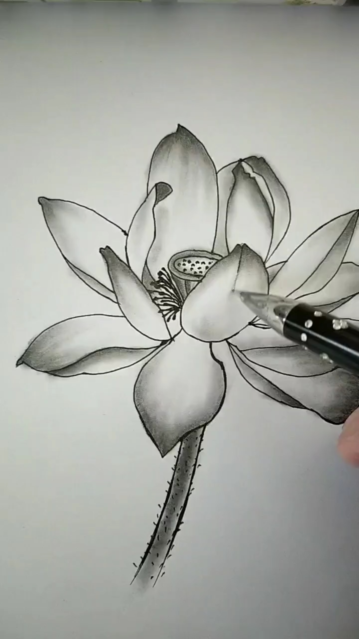 创意简笔画#黑白素描莲花盛开-度小视