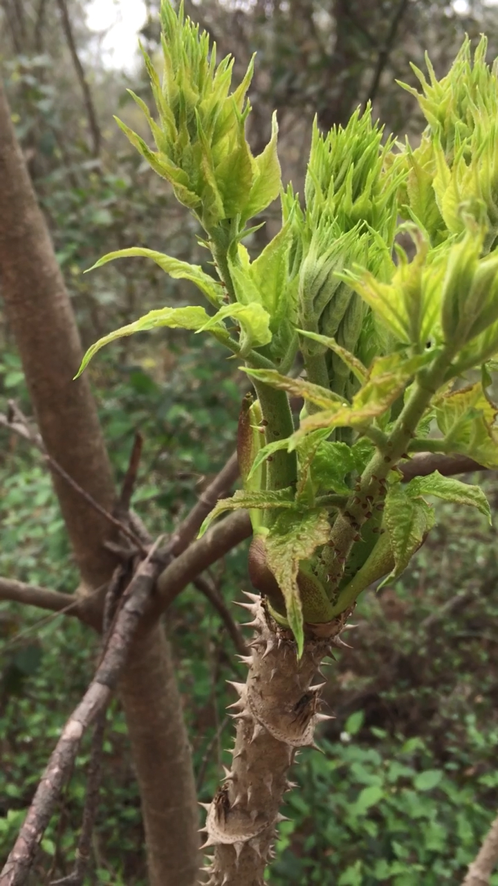 江苏有很多刺嫩芽呢!