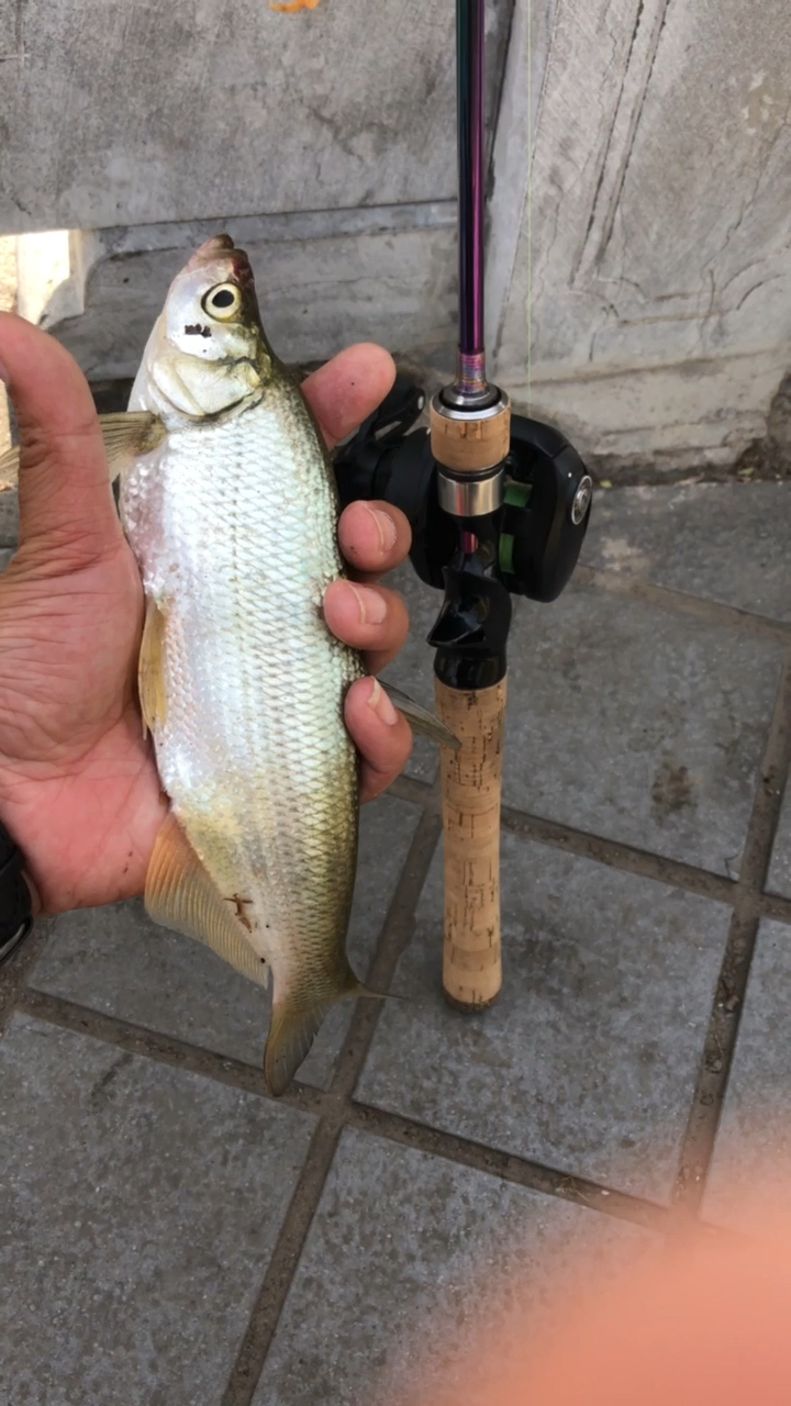 路亚微物大青稍