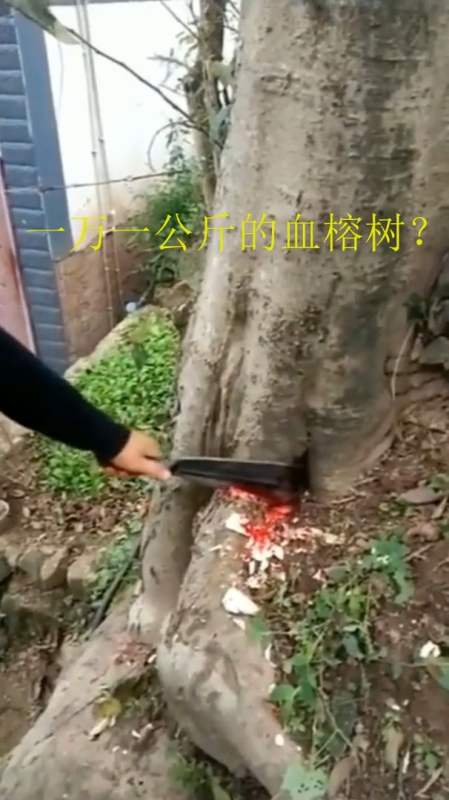 传说中的1w一公斤的血榕树你们见过吗?