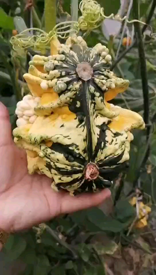 墨西哥七彩葫芦连体!