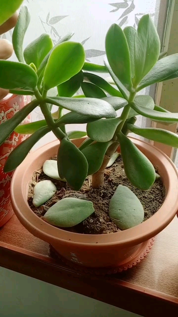 花友们听老师说一说小玉树咋养