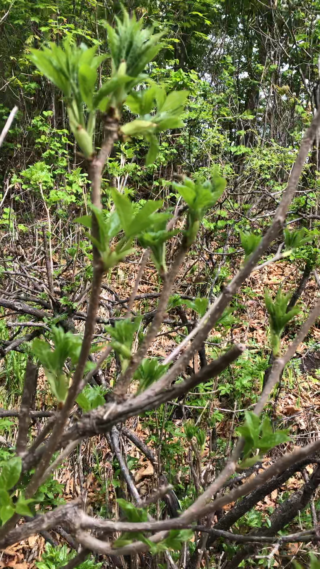 我要过六一#东北野生刺五加(山菜)