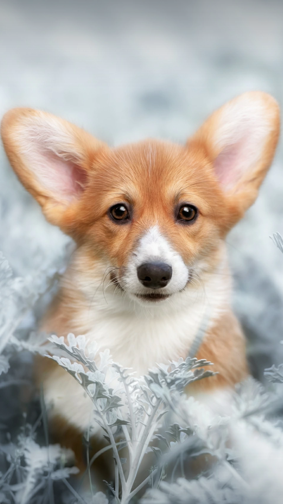 小狗大狗真可爱,家庭好保安