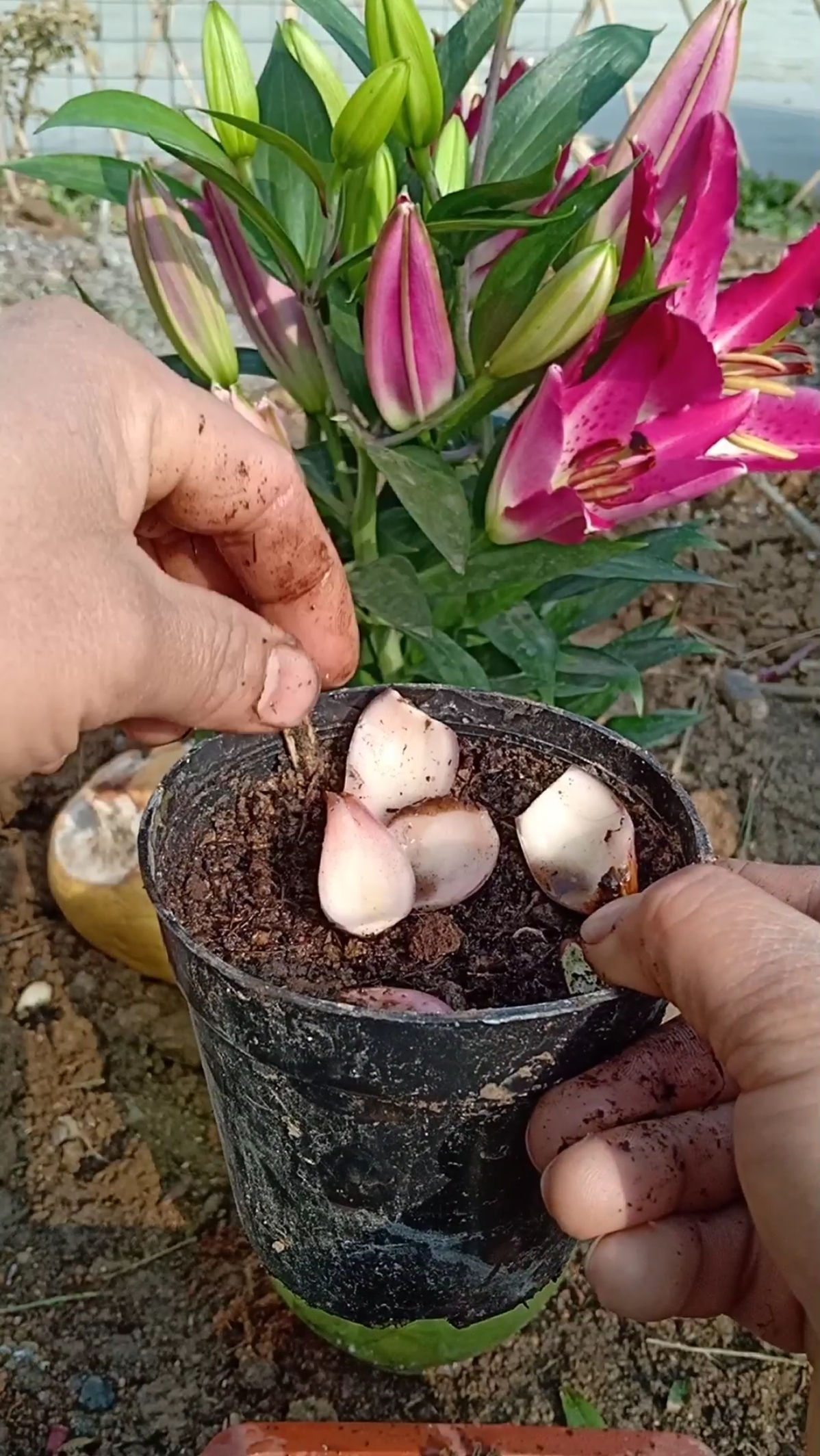 最潮劳动者#香水百合球片繁殖技术,一个球可繁殖五十多颗