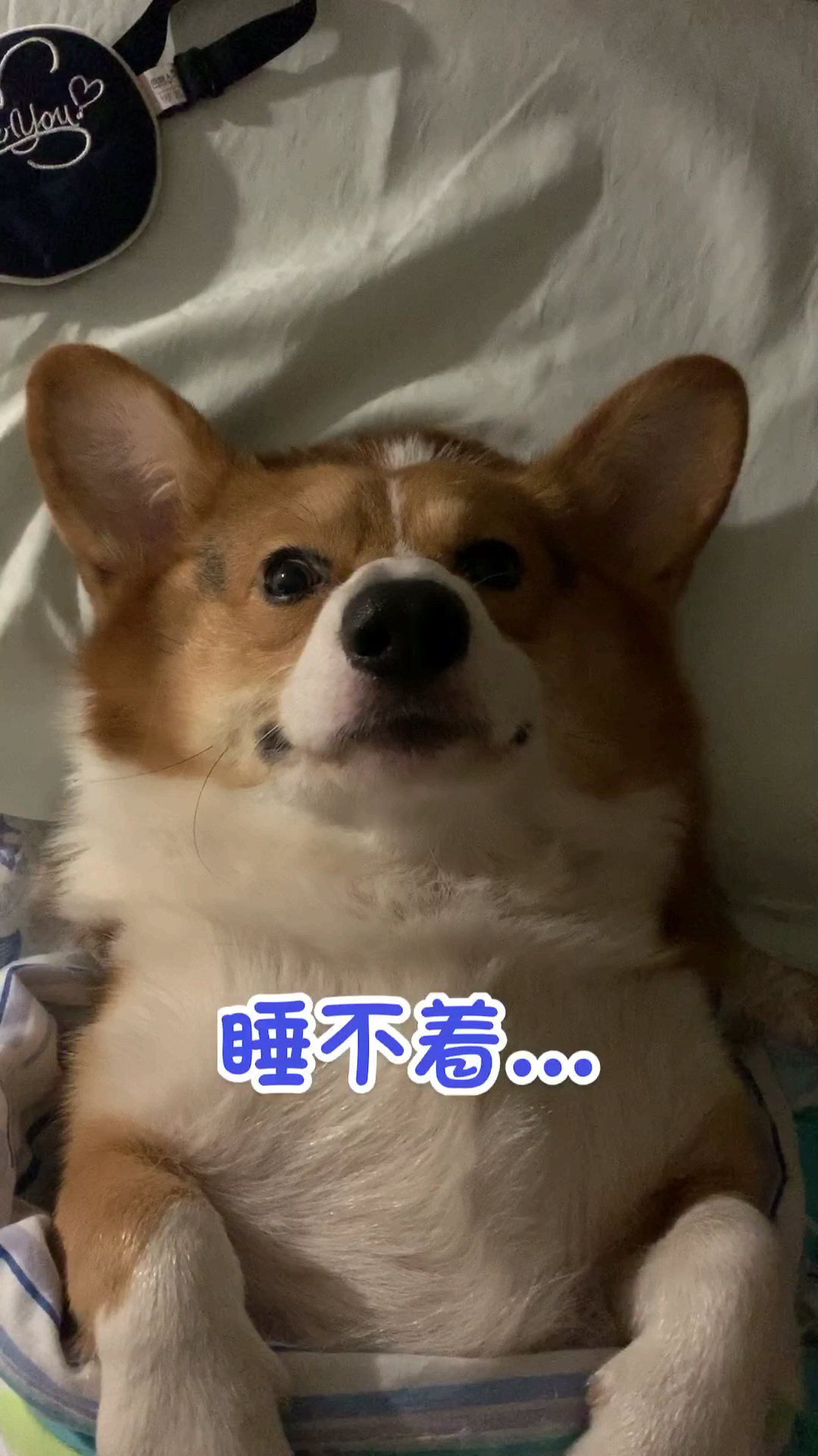 狗#睡不着