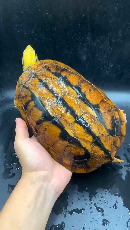 金钱龟#金钱龟极品海南母,完美三线,完美身型