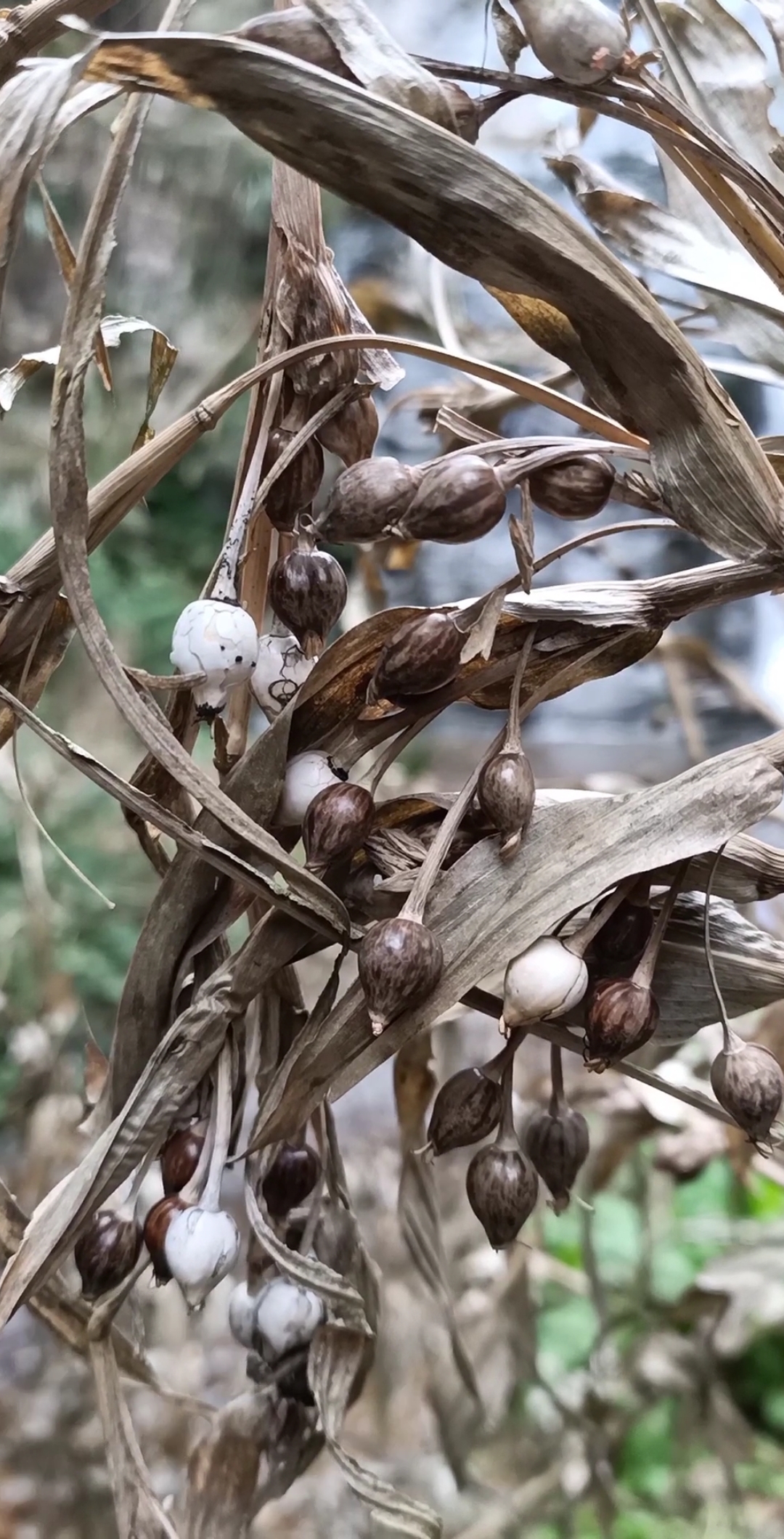野生薏米熟了!药食两用