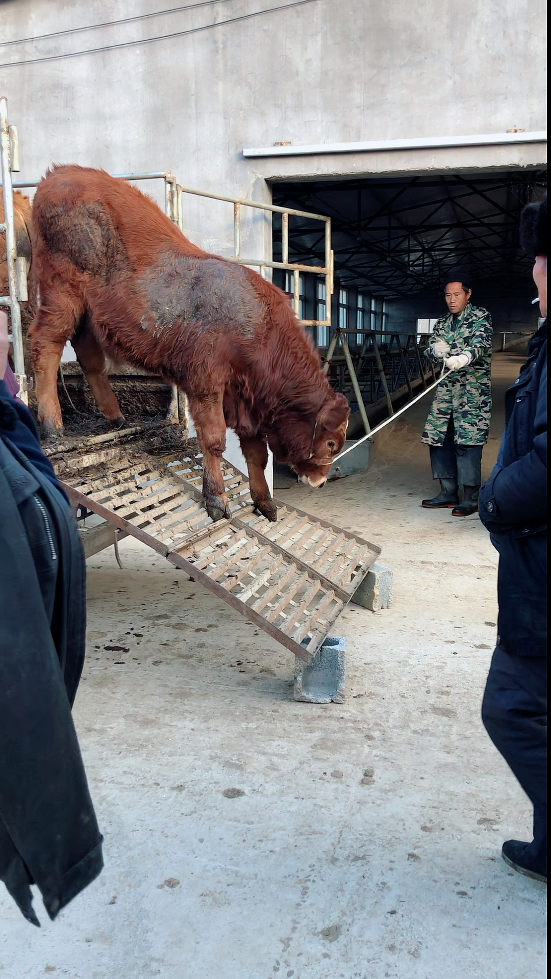 临沂刚到一车公牛,正在卸牛中