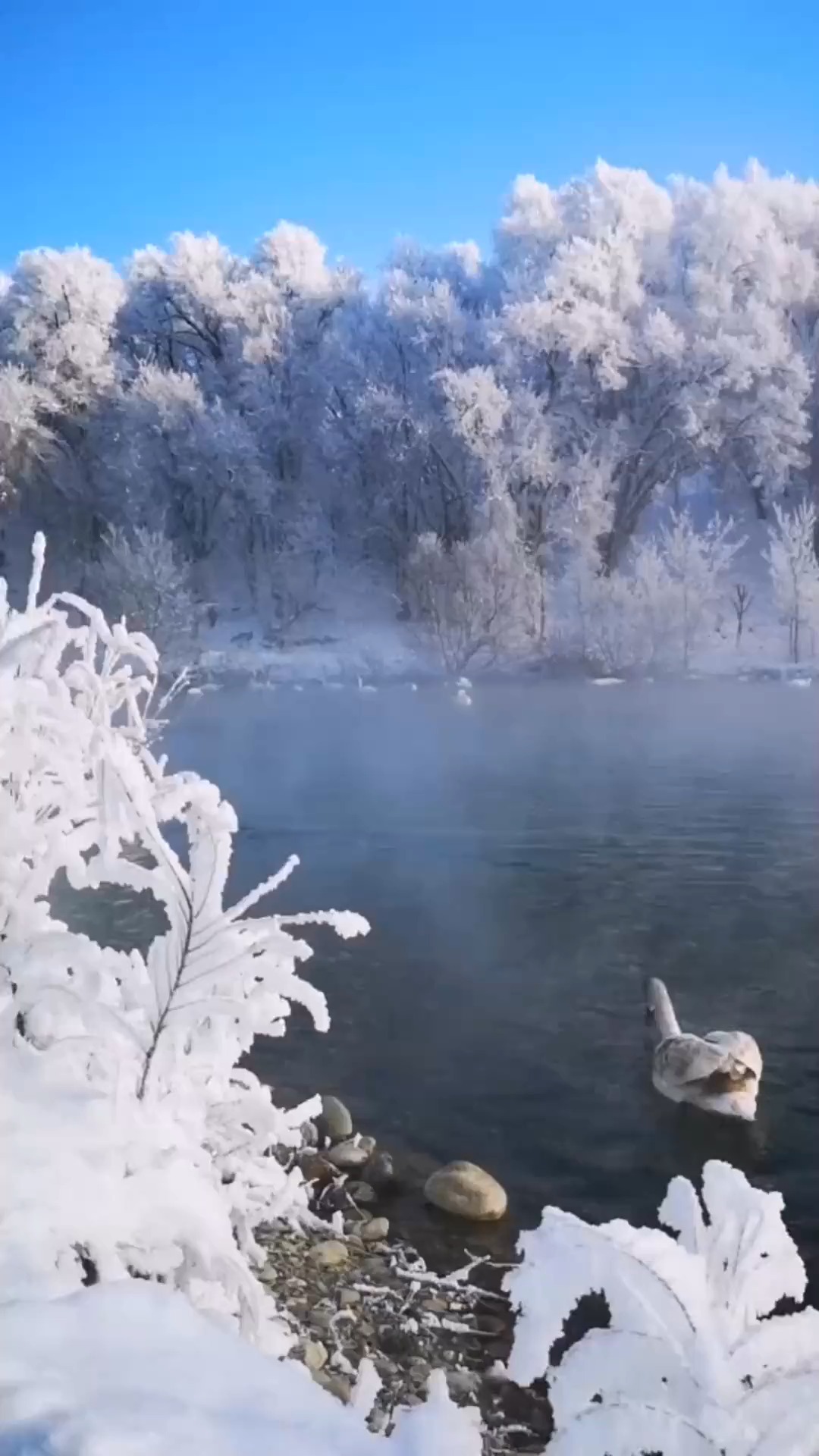 明星娱乐#实拍新疆伊犁天鹅泉,第一次来,没想到这么太漂亮了