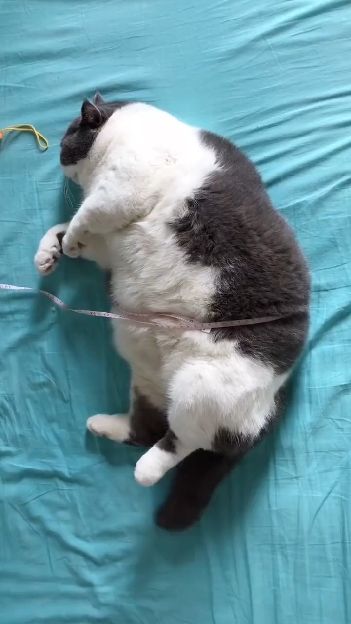 搞笑视频#见过腰围这么粗的猫吗,这腰竟然70cm?