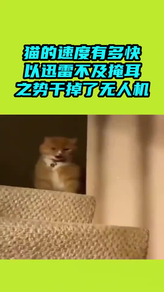 猫的速度有多快以迅雷不及掩耳之势就干掉了无人机