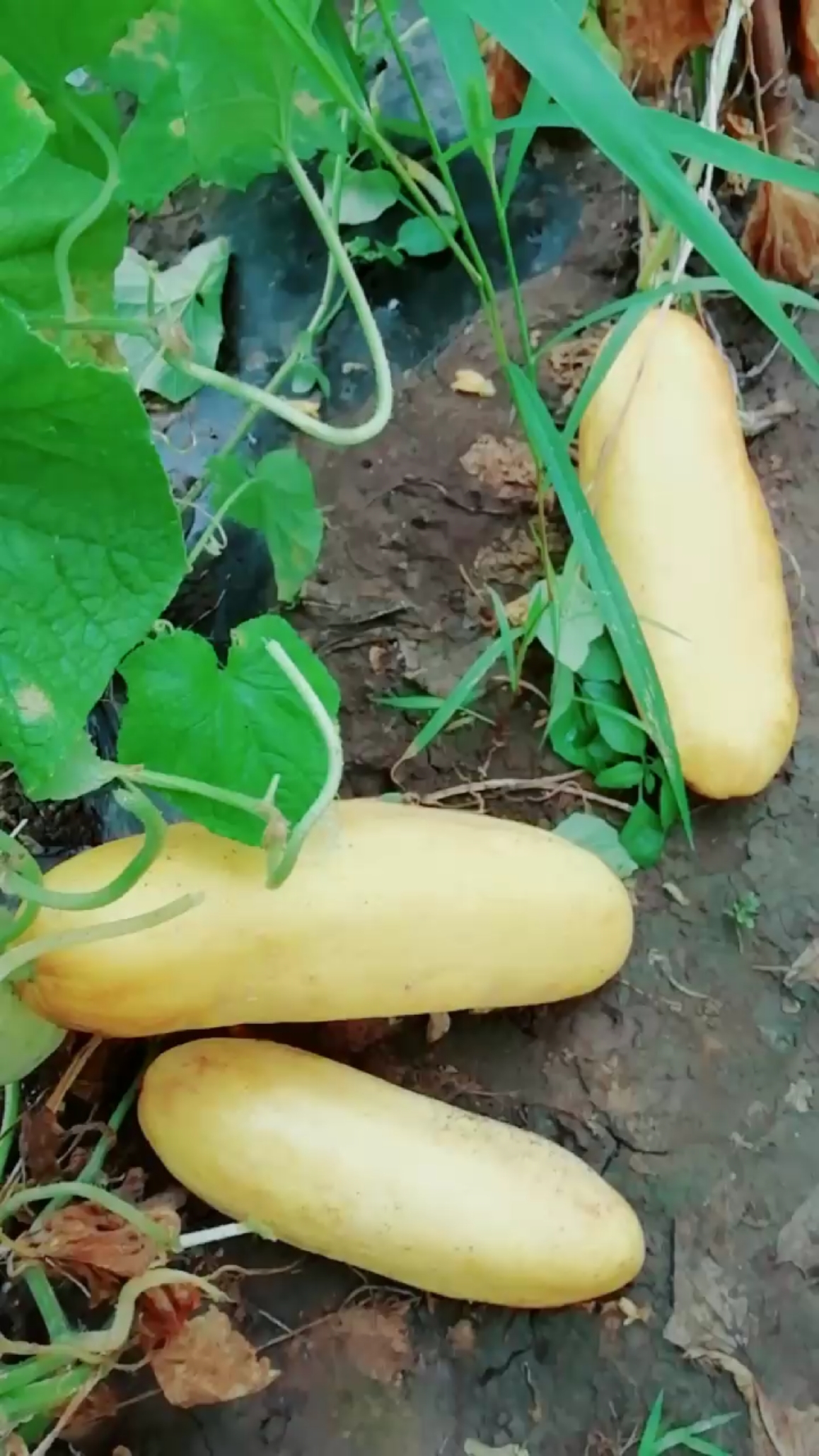 老黄瓜刷绿漆,,装嫩