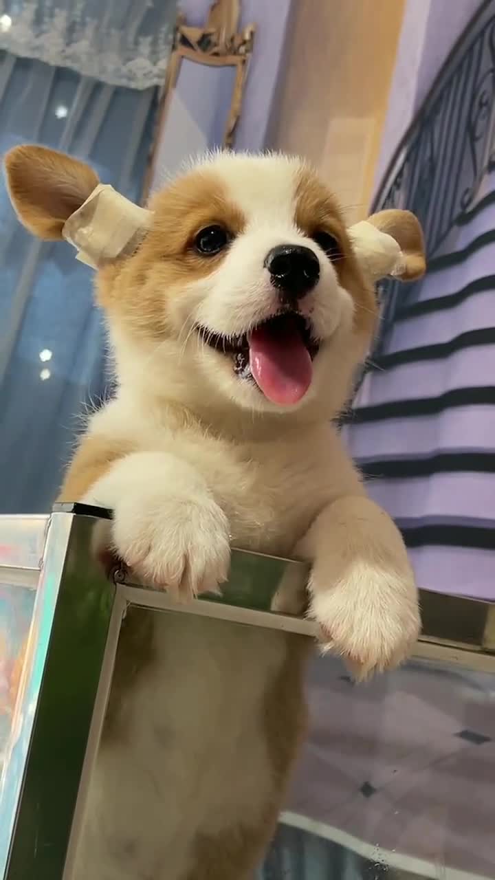 柯基幼犬精品大三通柯基柯基幼犬,公的