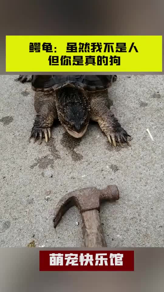 鳄龟:虽然我不是人,但你是真的狗!