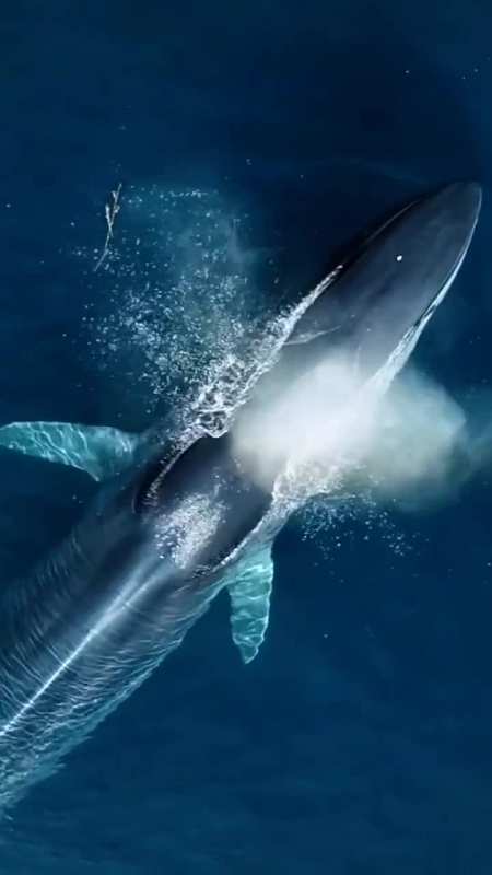 给大家分享一下世界上最大的海洋霸主蓝鲸浮出水手,拍摄不易,见者点赞