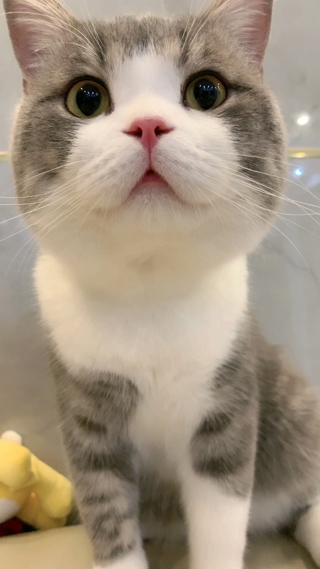 只能看不能摸的臭猫!